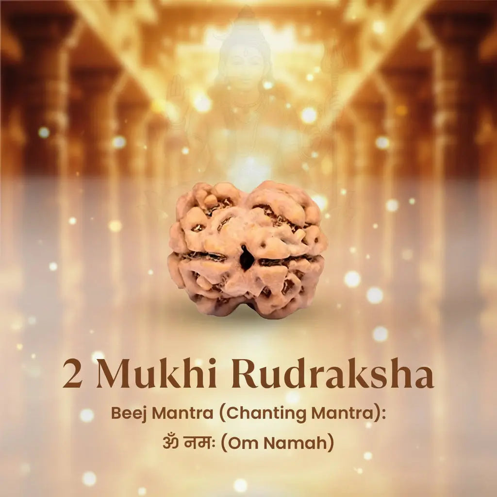 Nepal Origin 2 Mukhi Rudraksha - 17mm to 22mm Gemoraa Talk