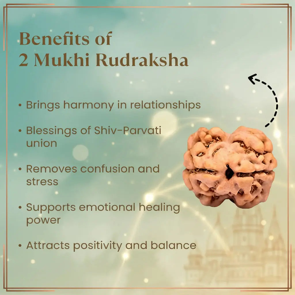 Nepal Origin 2 Mukhi Rudraksha - 17mm to 22mm Gemoraa Talk