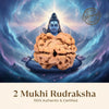 Nepal Origin 2 Mukhi Rudraksha - 17mm to 22mm