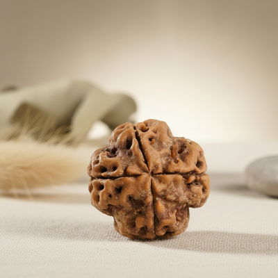Rudraksha