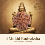 Nepal Origin 4 Mukhi Rudraksha - 17mm to 22mm ( Lab Certified ) Gemoraa Talk