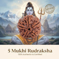 🎁 Nepal Origin 5 Mukhi Rudraksha - 17mm to 22mm Gemoraa Talk