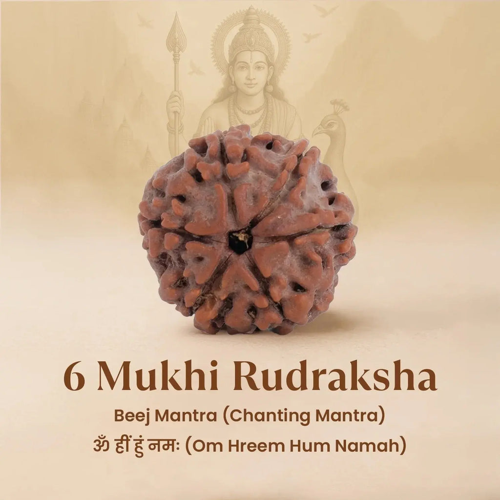 Nepal Origin 6 Mukhi Rudraksha - 17mm to 22mm Gemoraa Talk