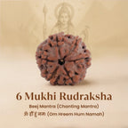 Nepal Origin 6 Mukhi Rudraksha - 17mm to 22mm Gemoraa Talk
