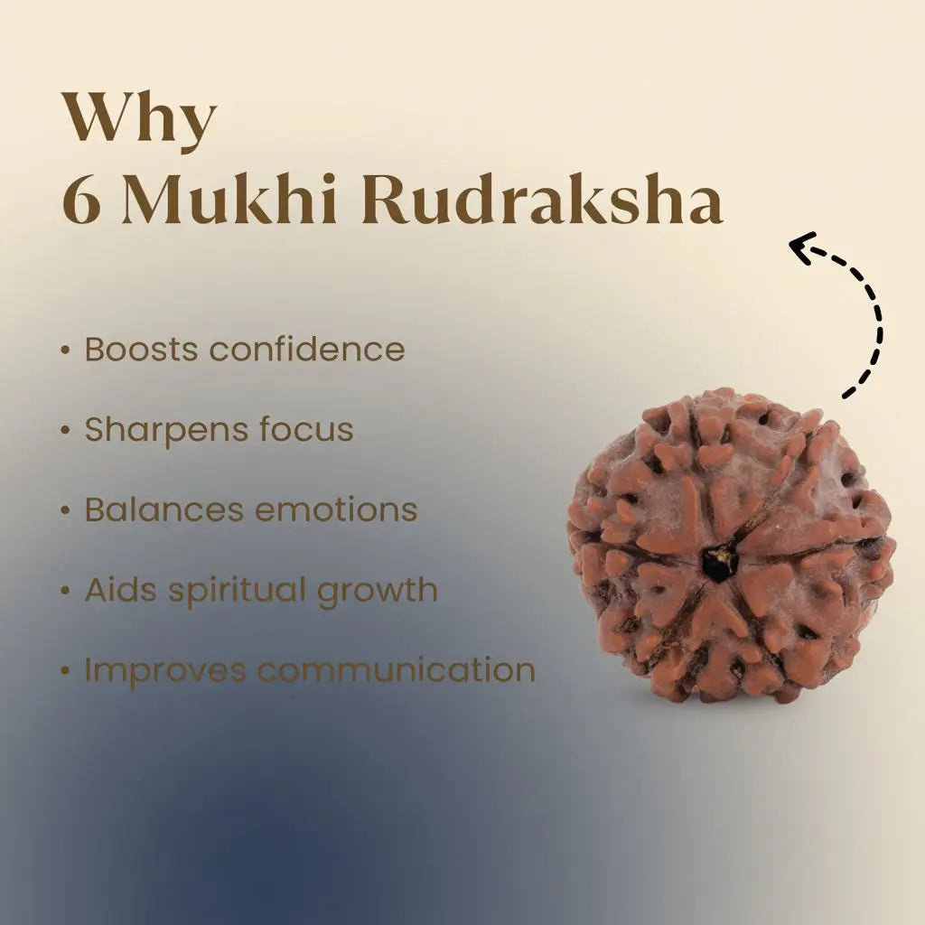 Nepal Origin 6 Mukhi Rudraksha - 17mm to 22mm Gemoraa Talk