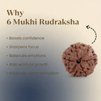 Nepal Origin 6 Mukhi Rudraksha - 17mm to 22mm Gemoraa Talk