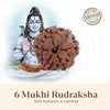Nepal Origin 6 Mukhi Rudraksha - 17mm to 22mm