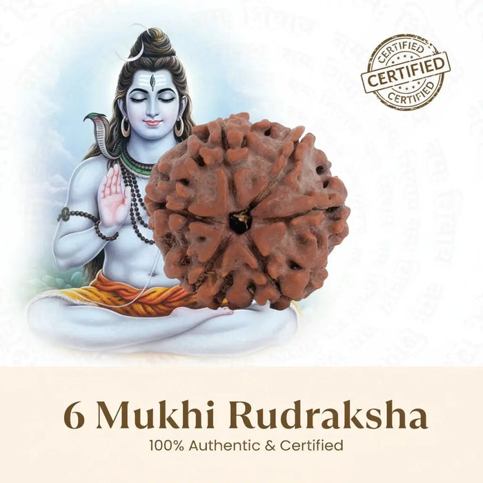 Nepal Origin 6 Mukhi Rudraksha - 17mm to 22mm Gemoraa Talk
