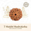 Nepal Origin 7 Mukhi Rudraksha - 17mm to 22mm