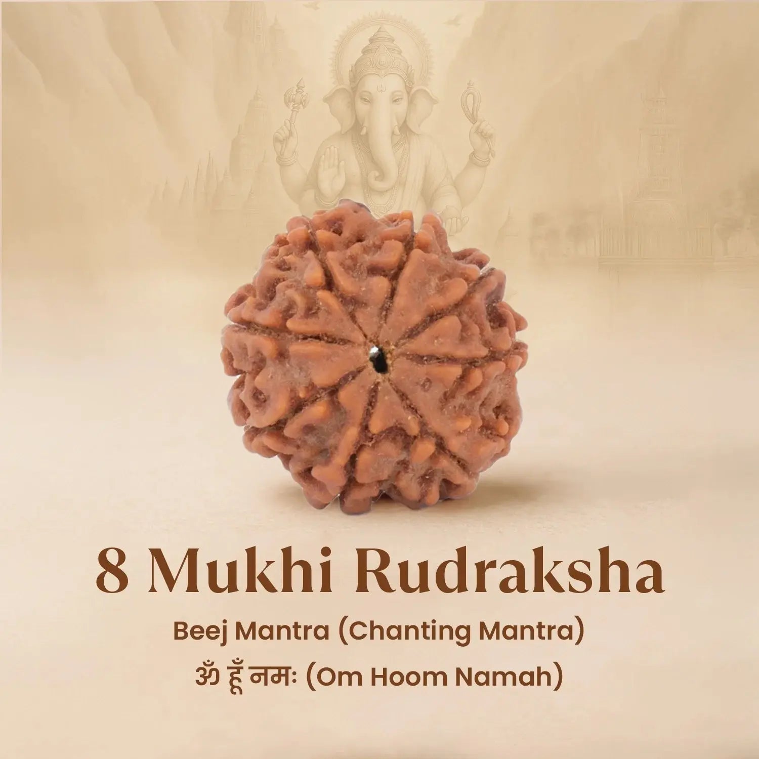 Nepal Origin 8 Mukhi Rudraksha - 17mm to 22mm Gemoraa Talk