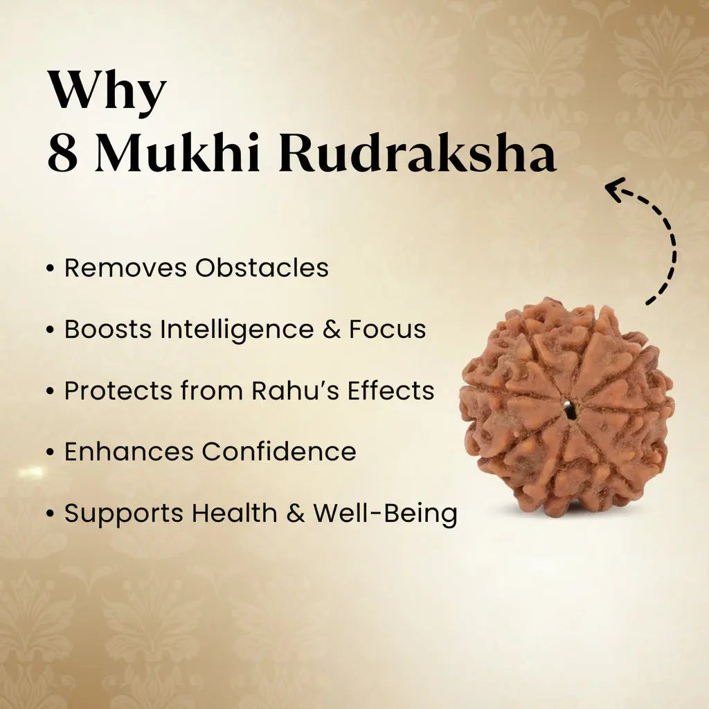Nepal Origin 8 Mukhi Rudraksha - 17mm to 22mm Gemoraa Talk
