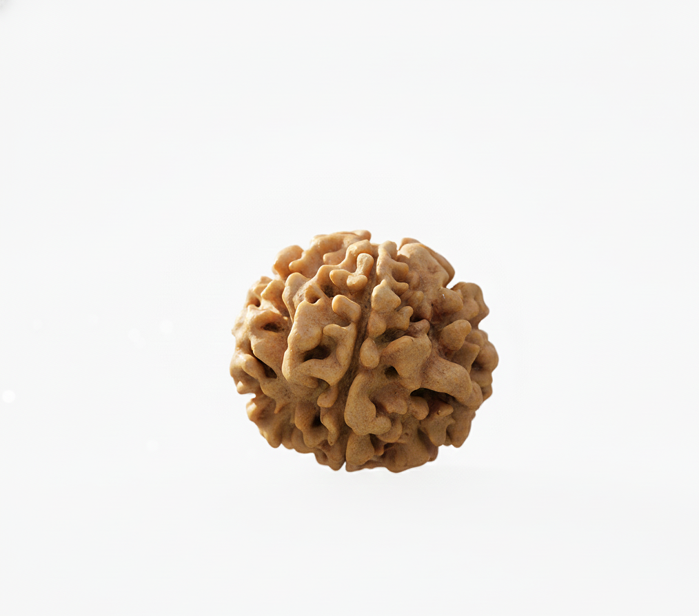 1 Mukhi Rudraksha