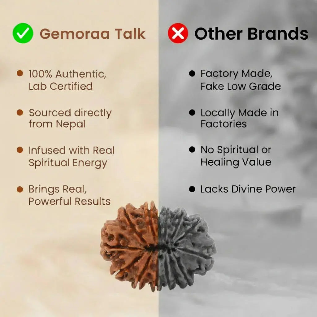 Nepal Origin 6 Mukhi Rudraksha - 17mm to 22mm Gemoraa Talk